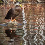 阿姨漫画PDF:探索温暖与幽默的生活瞬间 f2ien8qr8