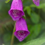 逆次元网页版登录入口网址详细指南与使用技巧 n665kn0jz